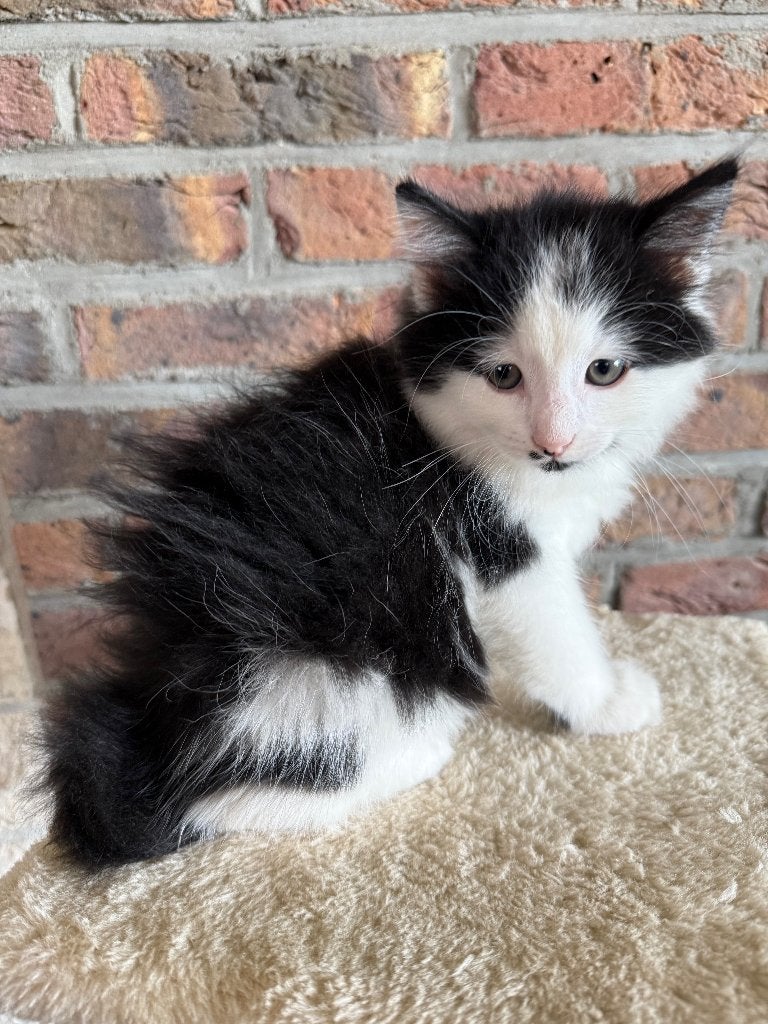 te koop 4 zeer lieve kittens met prachtige vacht., Dieren en Toebehoren, Meerdere dieren, Langharig, 0 tot 2 jaar
