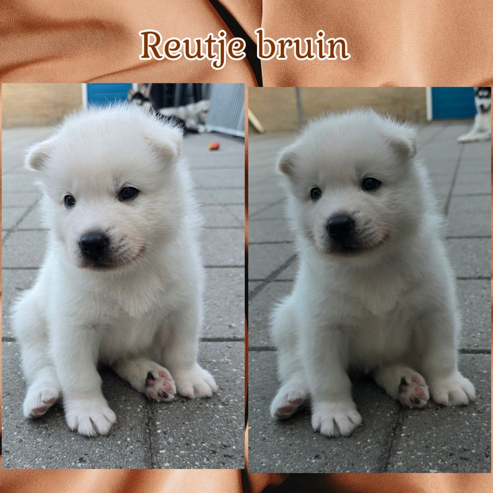 Kruising Alaskan Malamute pups, Parvo, Reu, 8 tot 15 weken, Meerdere