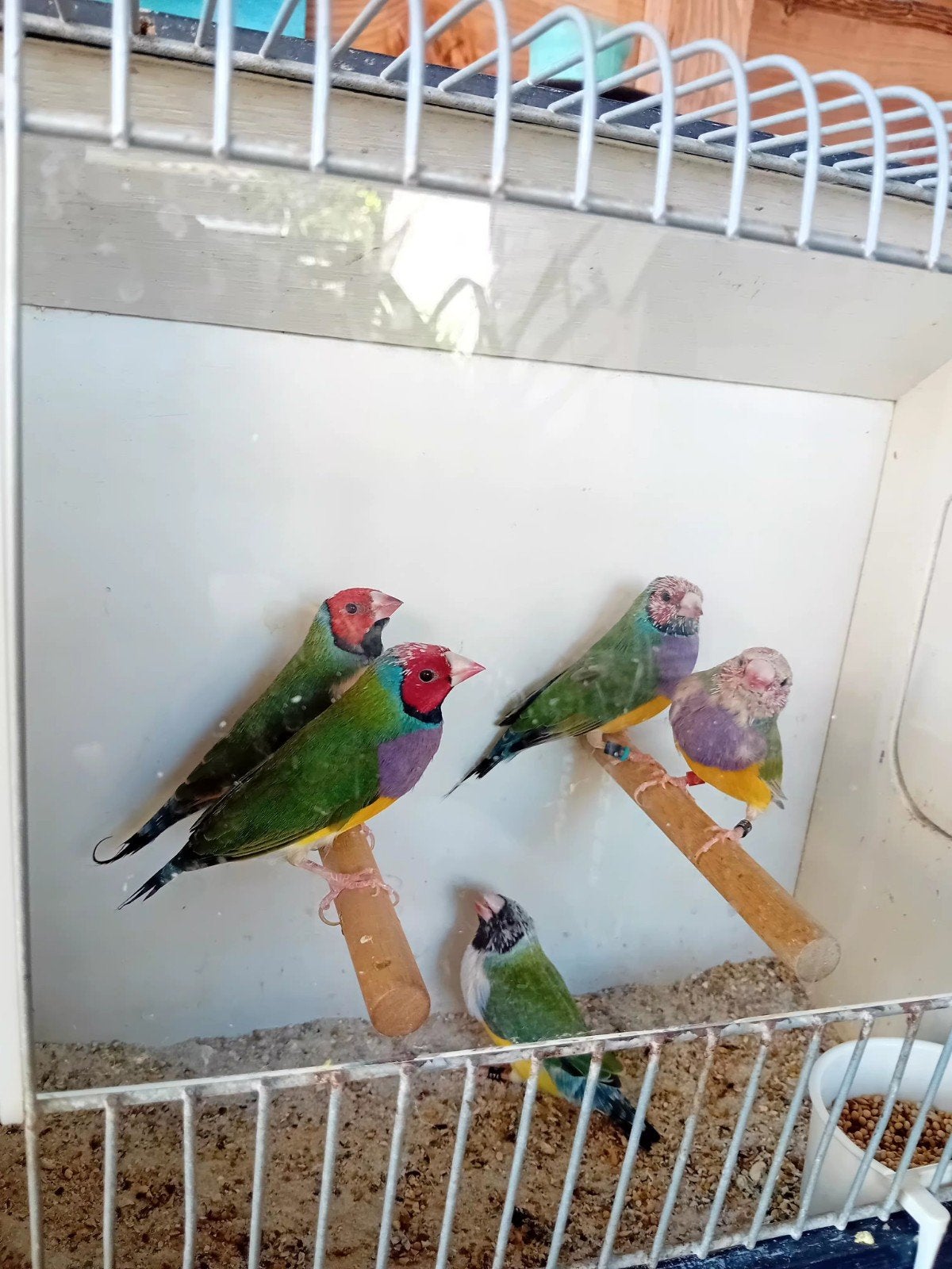 Goudamadines te koop, Dieren en Toebehoren, Vogels | Parkieten en Papegaaien, Mannelijk, Parkiet