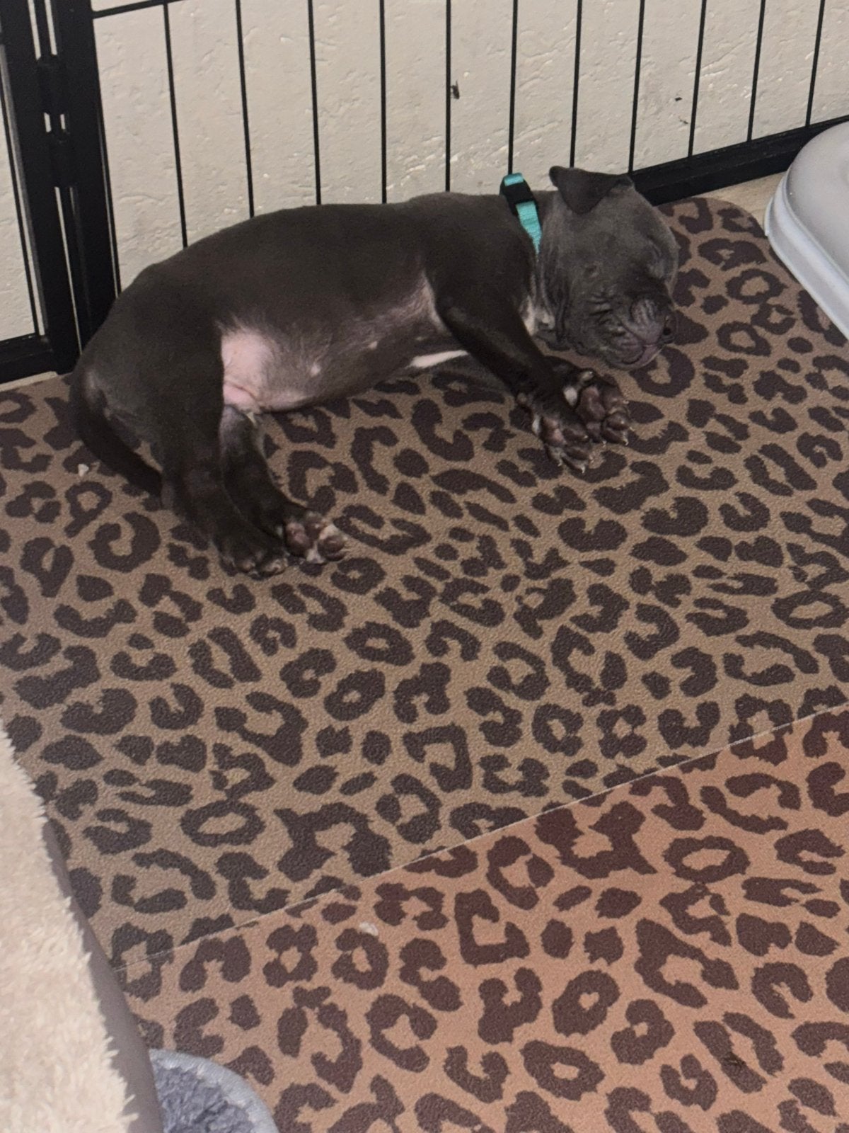 Puppies!! Moeder XL Bully vader Mastino X Pitbull, Dieren en Toebehoren, Honden | Niet-rashonden, 8 tot 15 weken, Meerdere, Meerdere dieren