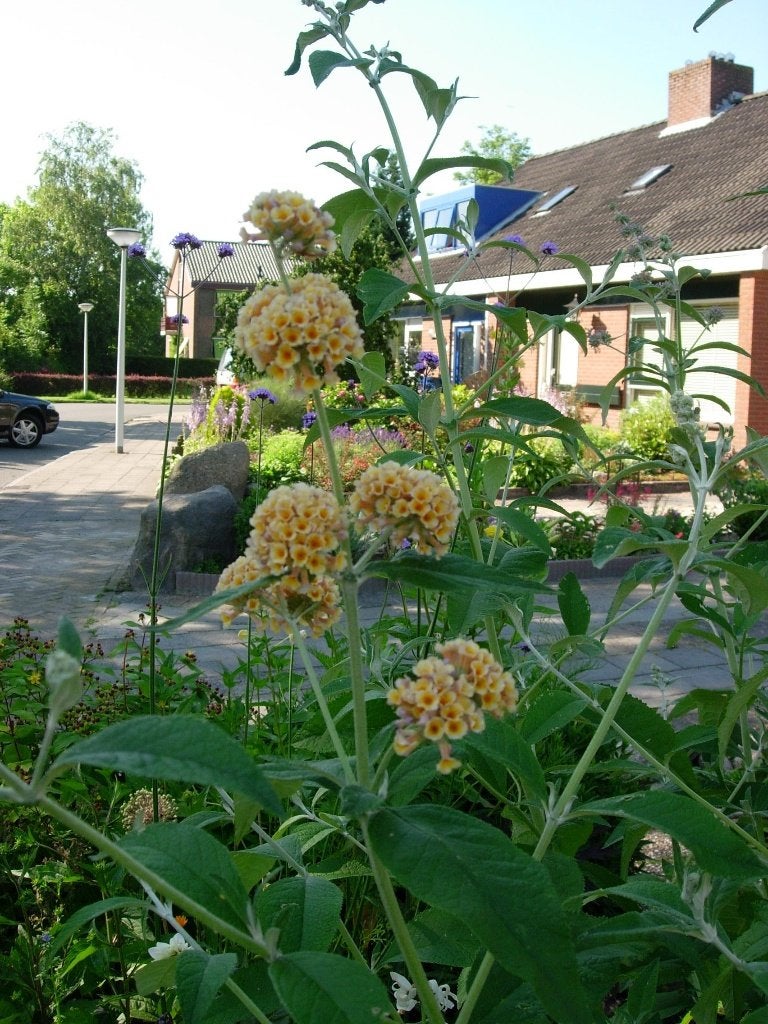 gele vlinderstruik, Ophalen, Vlinderstruik, Struik, Minder dan 100 cm