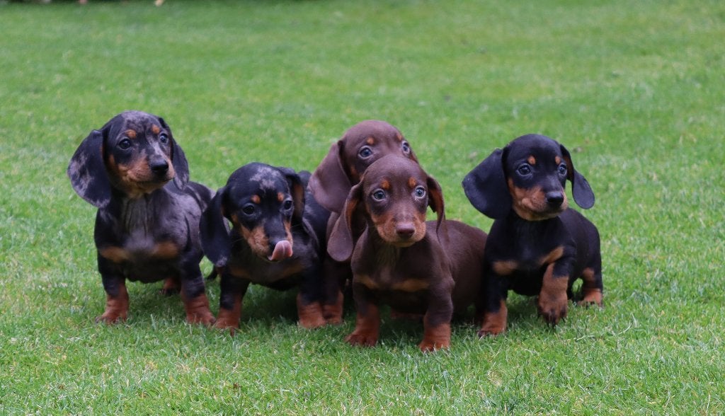 Kortharige dwerg teckel pups te koop, Parvo, Nederland, 8 tot 15 weken, Korthaar