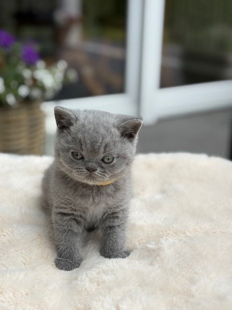 Schitterend Britse korthaar katertjes, Dieren en Toebehoren, Katten en Kittens | Raskatten | Korthaar, Kater, Met stamboom, 0 tot 2 jaar