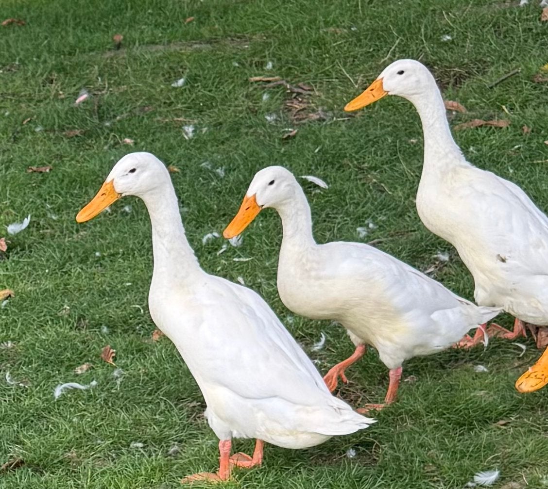 Witte mannelijke loopeend, Dieren en Toebehoren, Mannelijk, Eend