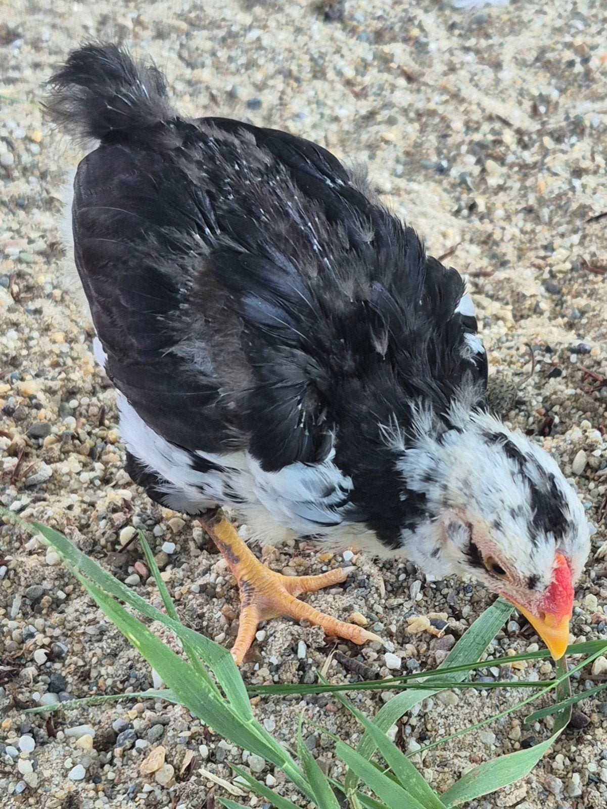 Wyandotte haan 6 wk oud, Dieren en Toebehoren, Mannelijk, Kip