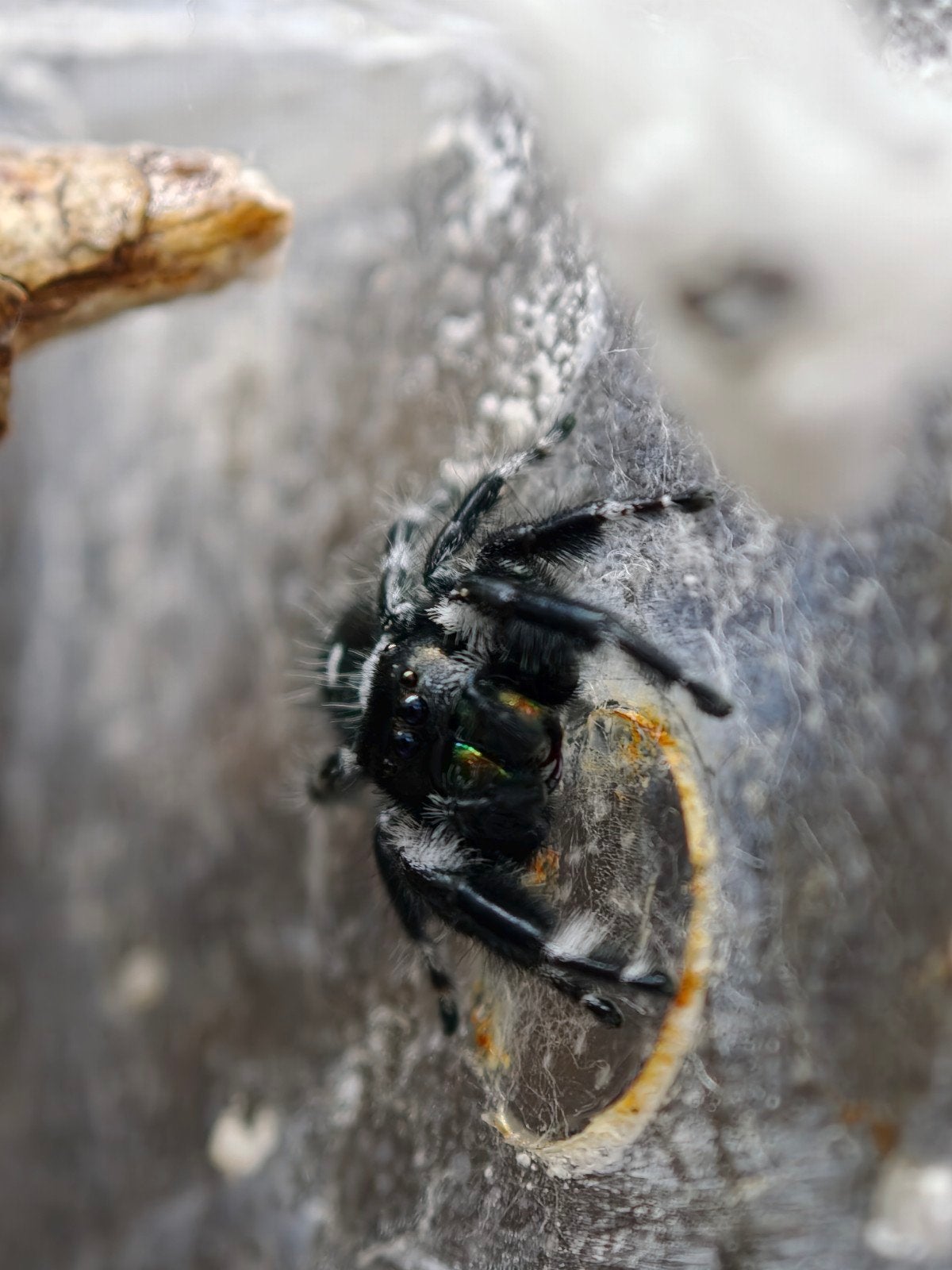 Jumping Spider Florida Everglades, Spin of Schorpioen