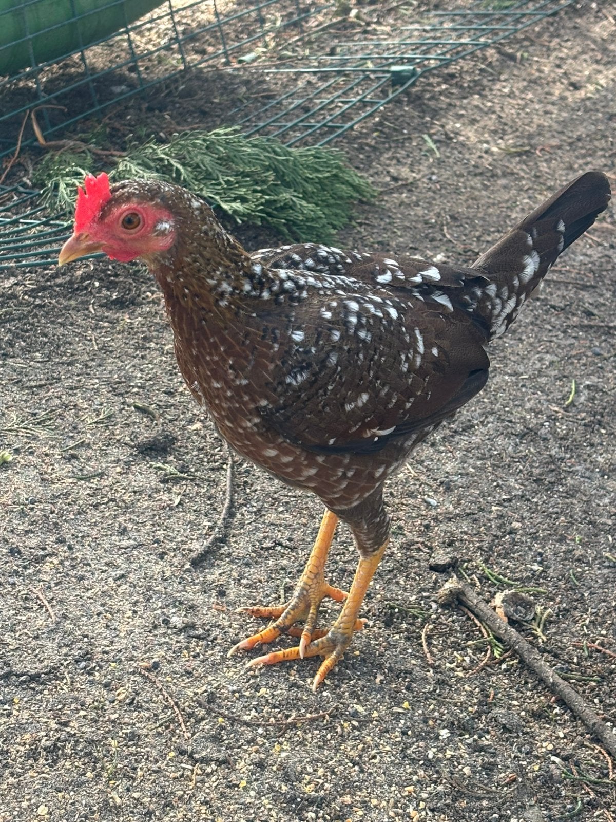 Modern engelse vechtkrielen, Dieren en Toebehoren, Pluimvee, Vrouwelijk, Kip