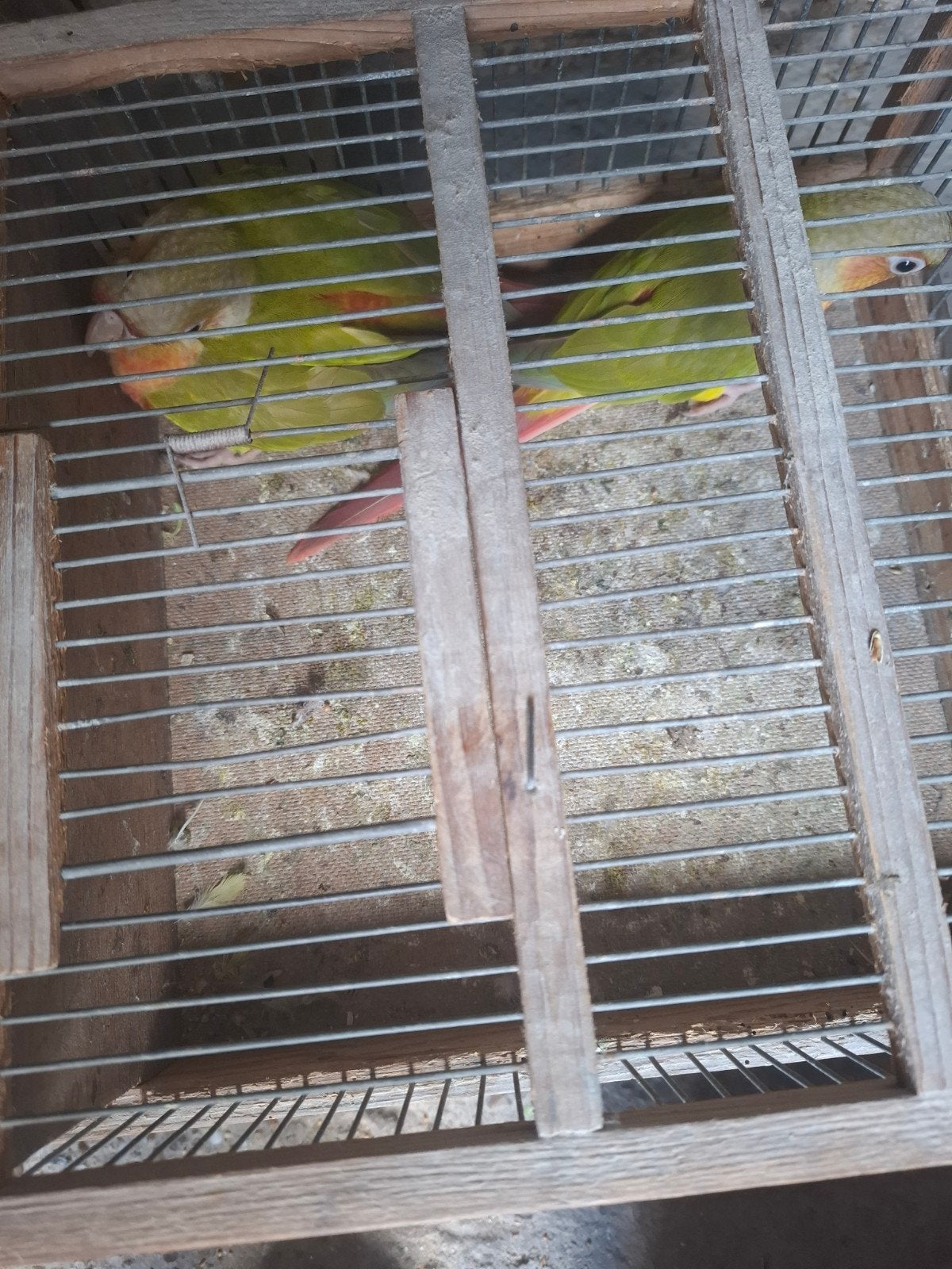 Pyrrhura molinea pineapple, Dieren en Toebehoren, Vogels | Parkieten en Papegaaien, Geslacht onbekend, Parkiet, Geringd