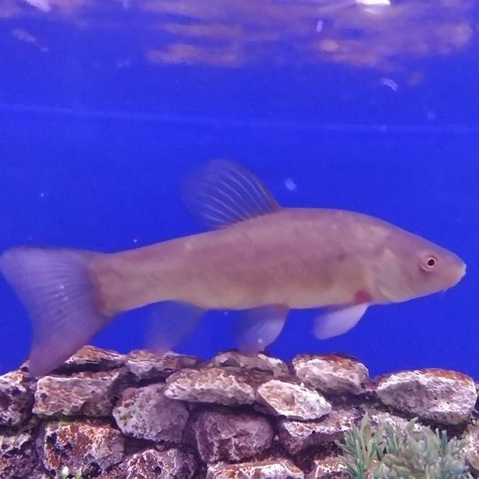 Tinca tinca, Karper of Koi