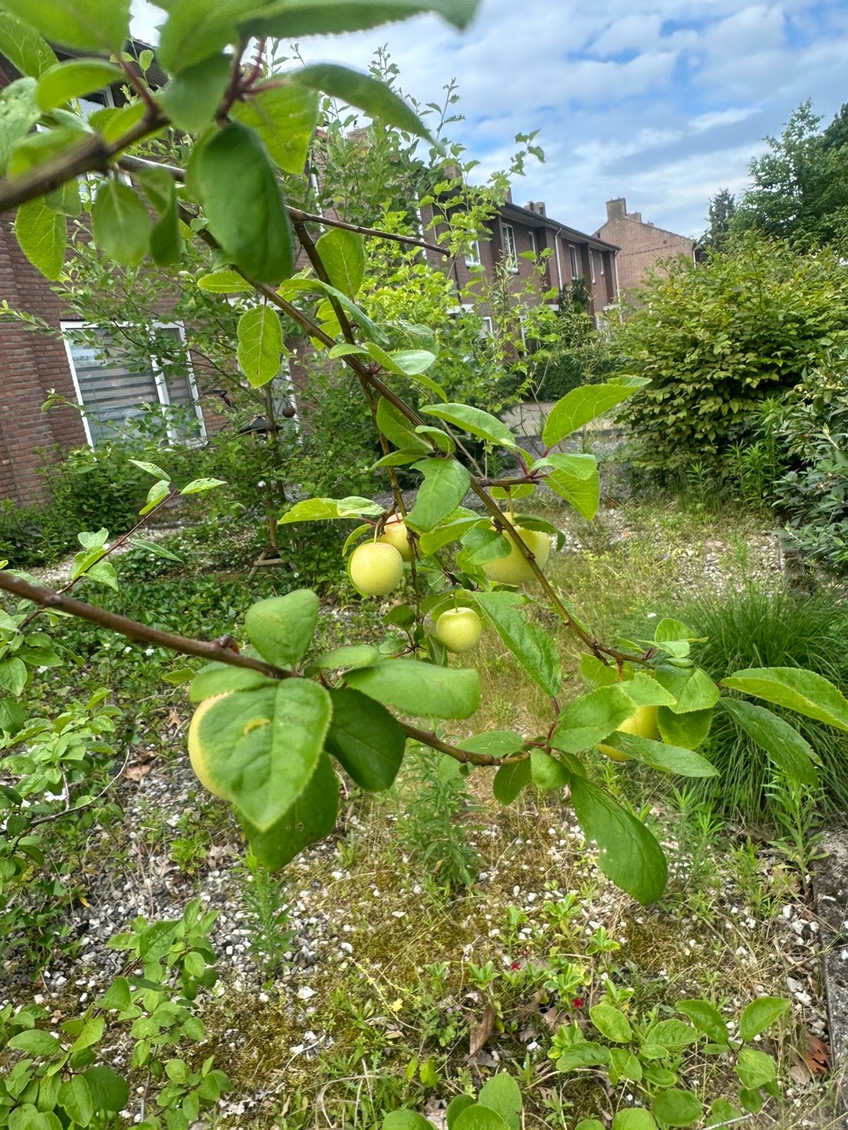 pruimenboom, Ophalen, Minder dan 100 cm