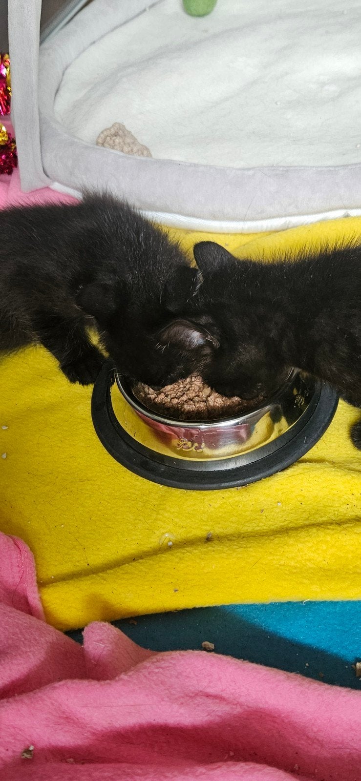 2 super speelse kittens, Meerdere dieren, Kortharig, 0 tot 2 jaar