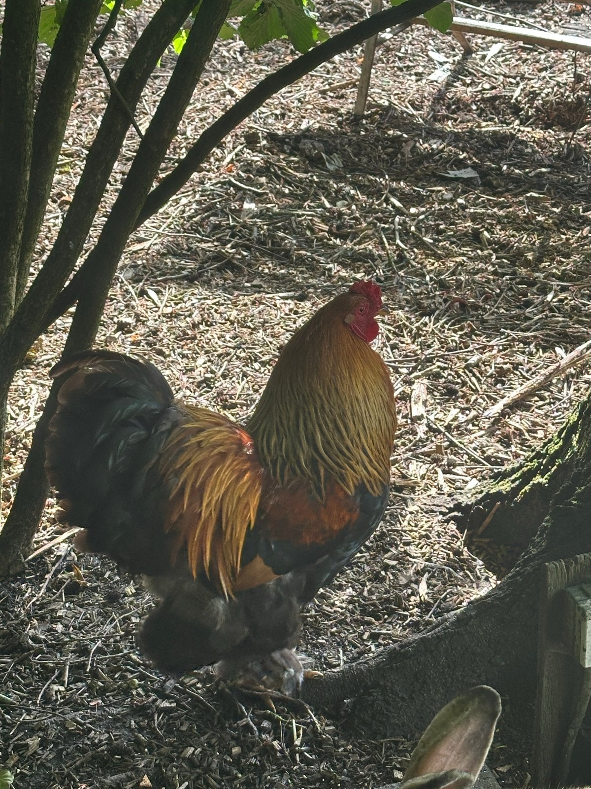 Brahma haan te koop, Dieren en Toebehoren, Pluimvee, Mannelijk, Kip
