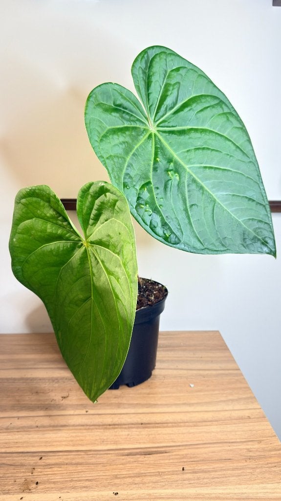 Anthurium Magnificum x Luxurians - LARGE, Huis en Inrichting, Kamerplanten, Verzenden, Halfschaduw, Minder dan 100 cm
