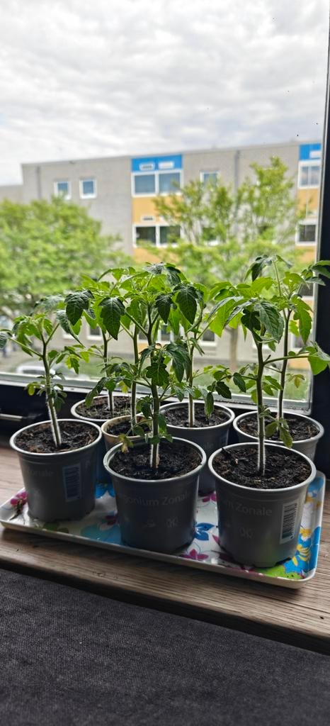 Kersentomaatjes - Jonge Plantjes, Tuin en Terras, Planten | Tuinplanten, Volle zon, Eenjarig, Ophalen of Verzenden, Zomer