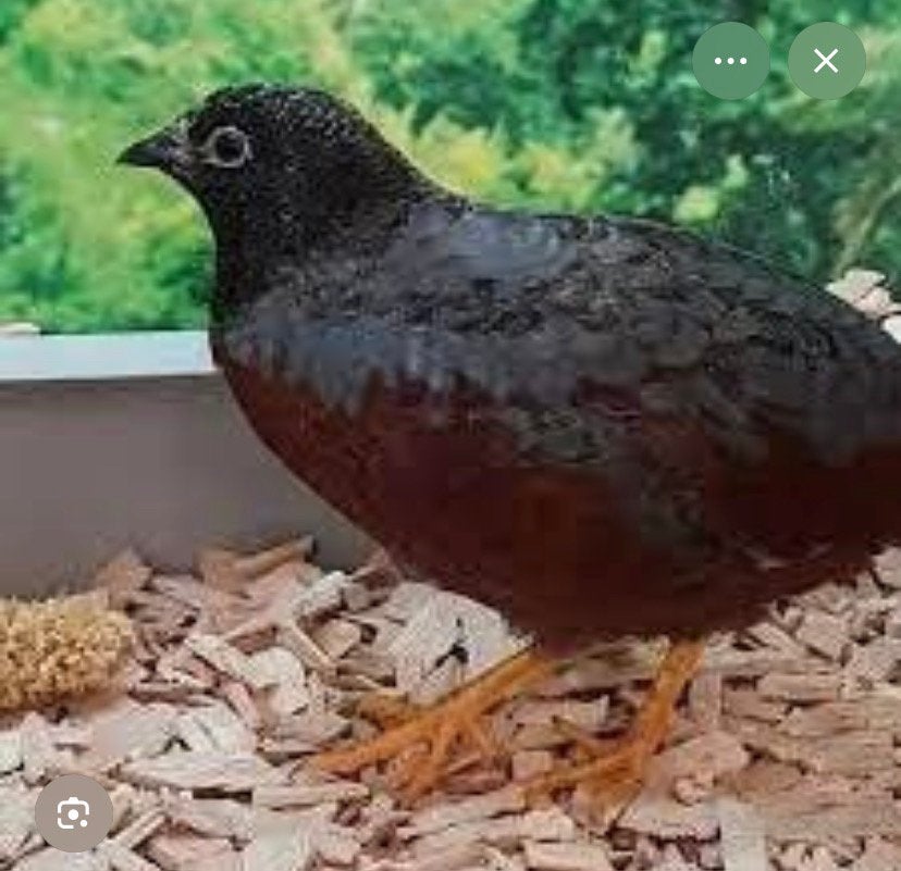 Chinese dwergkwartel hanen gezocht, Dieren en Toebehoren, Vogels | Overige Vogels, Mannelijk, Tropenvogel