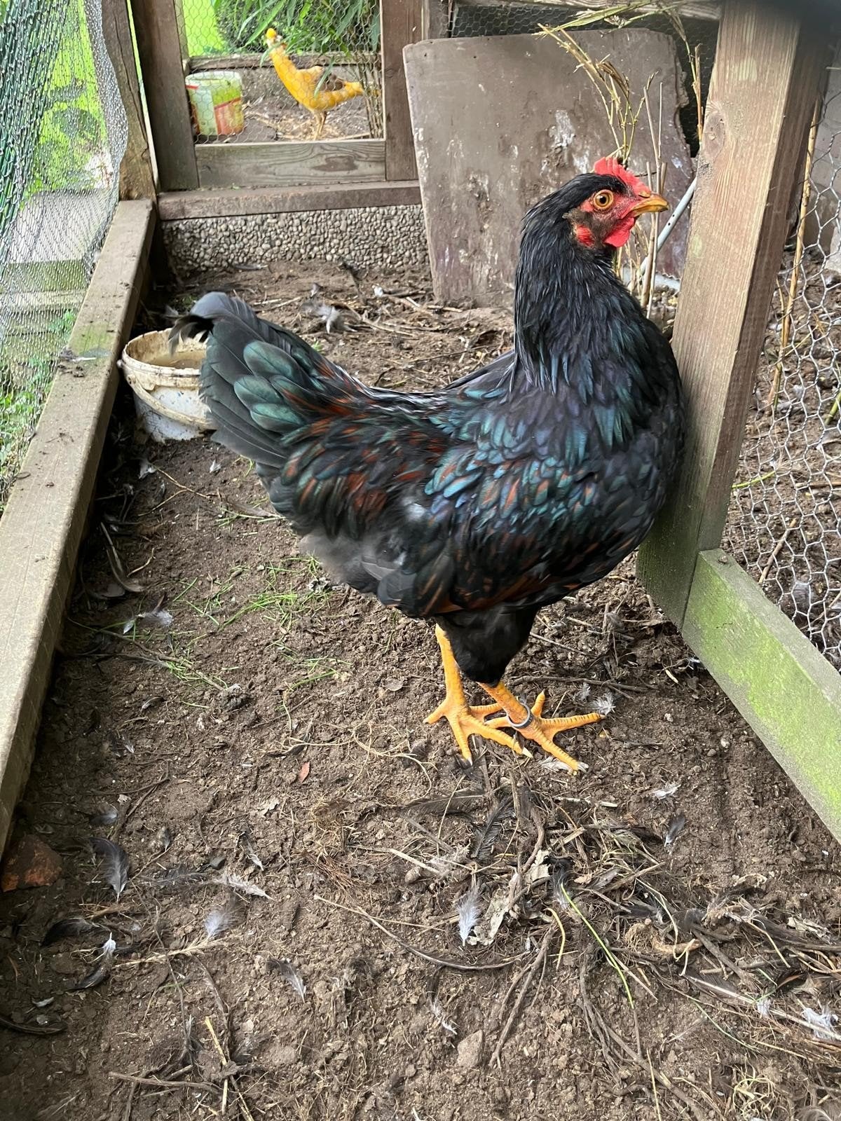 Barnevelders dubbel gezoomd (haan), Dieren en Toebehoren, Mannelijk, Kip