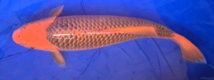 Koi Aka matsuba, Karper of Koi