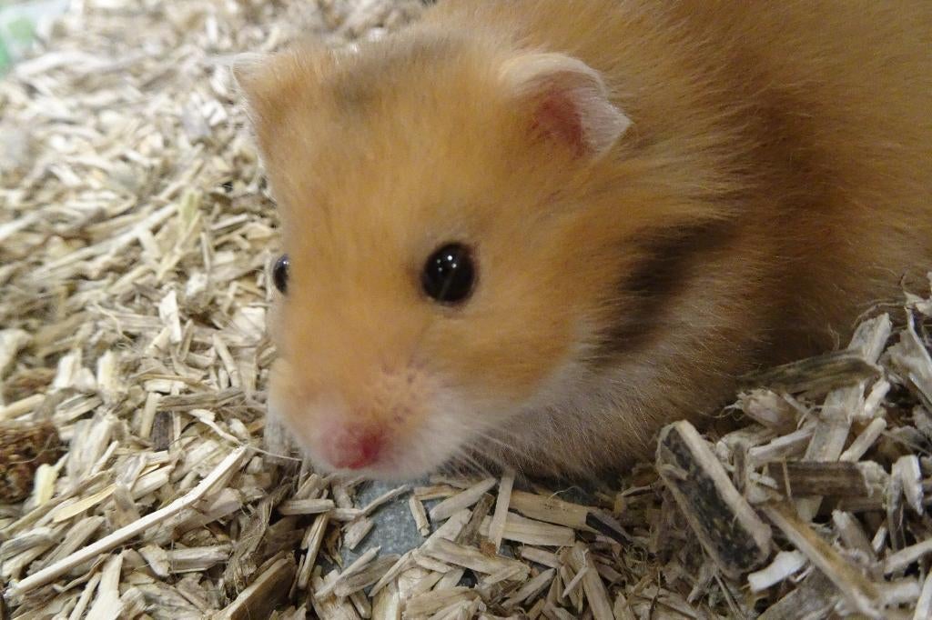 Hamster goudhamster, Dieren en Toebehoren, Knaagdieren, Meerdere dieren, Hamster, Januari, Tam
