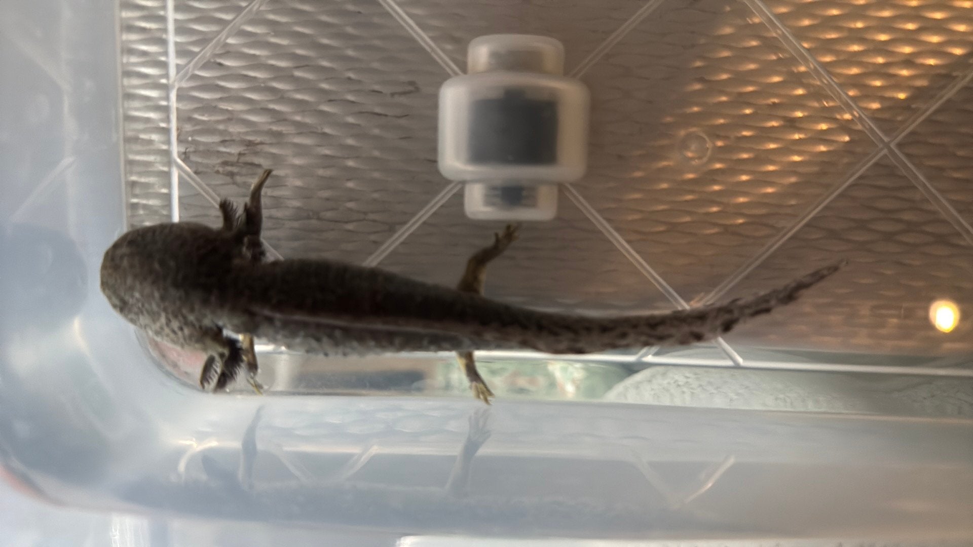 Jonge axolotl, Amfibie, 0 tot 2 jaar