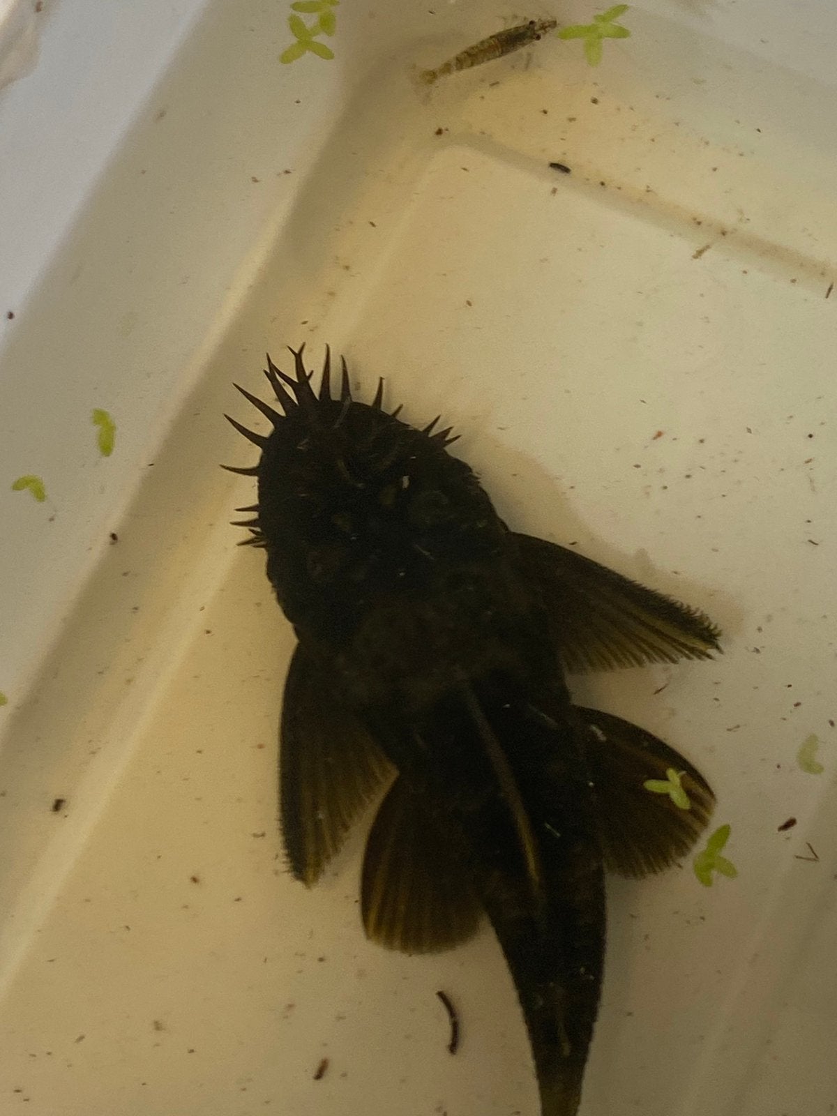 Anacitrus ( algeneters), Dieren en Toebehoren, Vis, Zoetwatervis