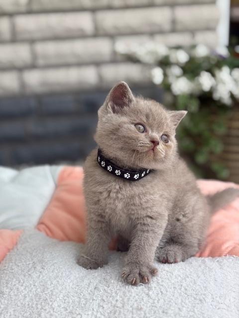 Schitterende britse kortharen kater, Kater, Met stamboom, 0 tot 2 jaar
