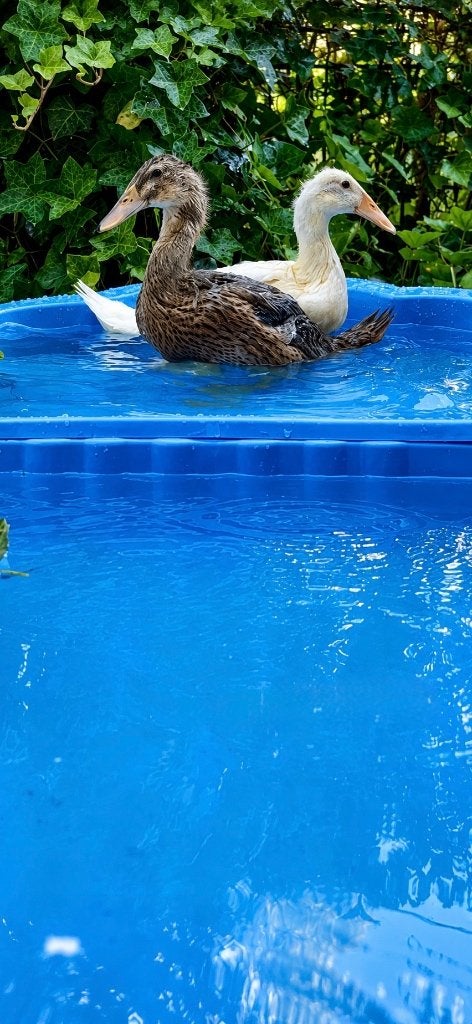 Lieve Indische loopeenden, Meerdere dieren, Eend