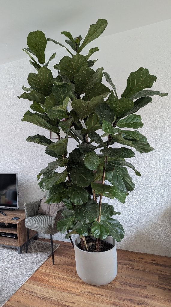 Ficus Lyrata Vioolbladplant 280cm incl pot ø45 cm, Ophalen, Ficus, 200 cm of meer, Halfschaduw