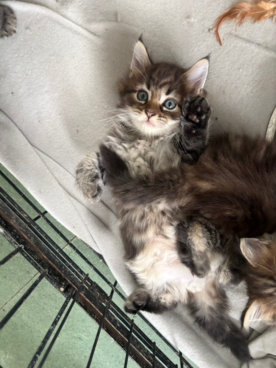 Mooie mainecoon kittens, Meerdere dieren, Gechipt