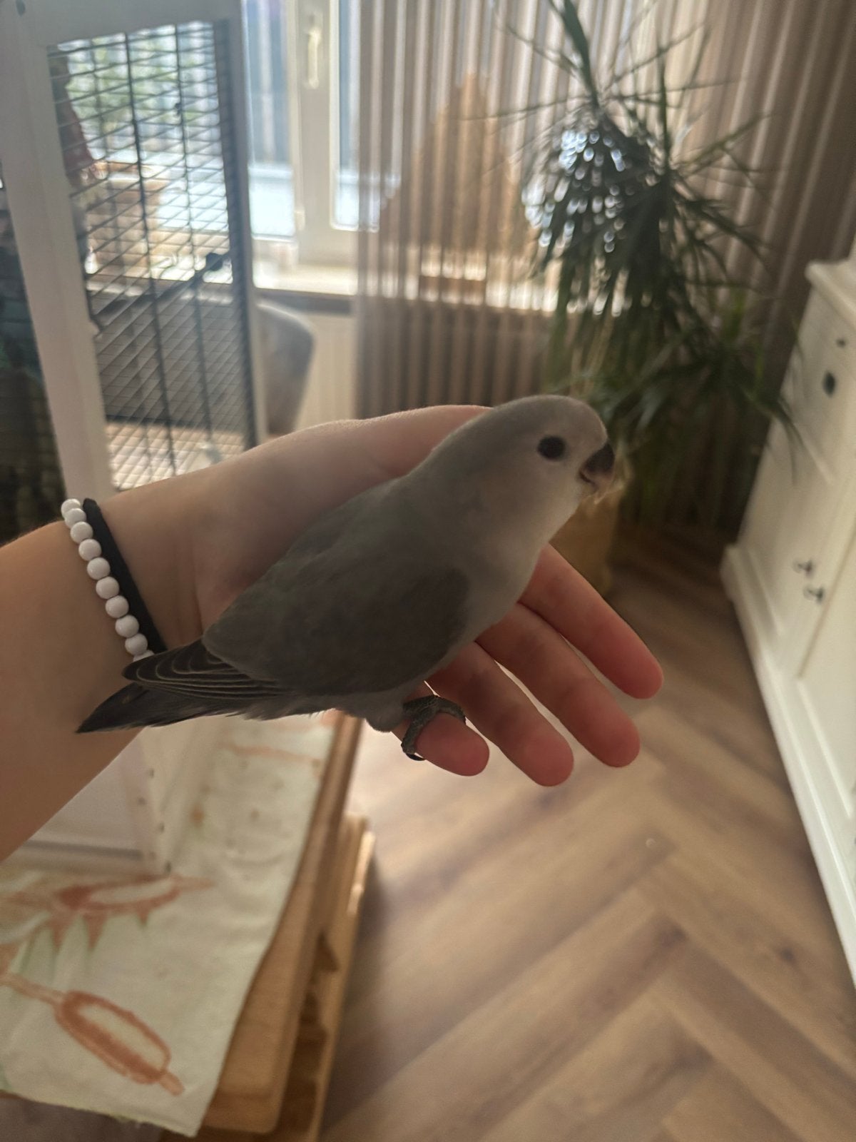 Handtamme Agapornissen, Dieren en Toebehoren, Vogels | Parkieten en Papegaaien, Geslacht onbekend, Dwergpapegaai of Agapornis