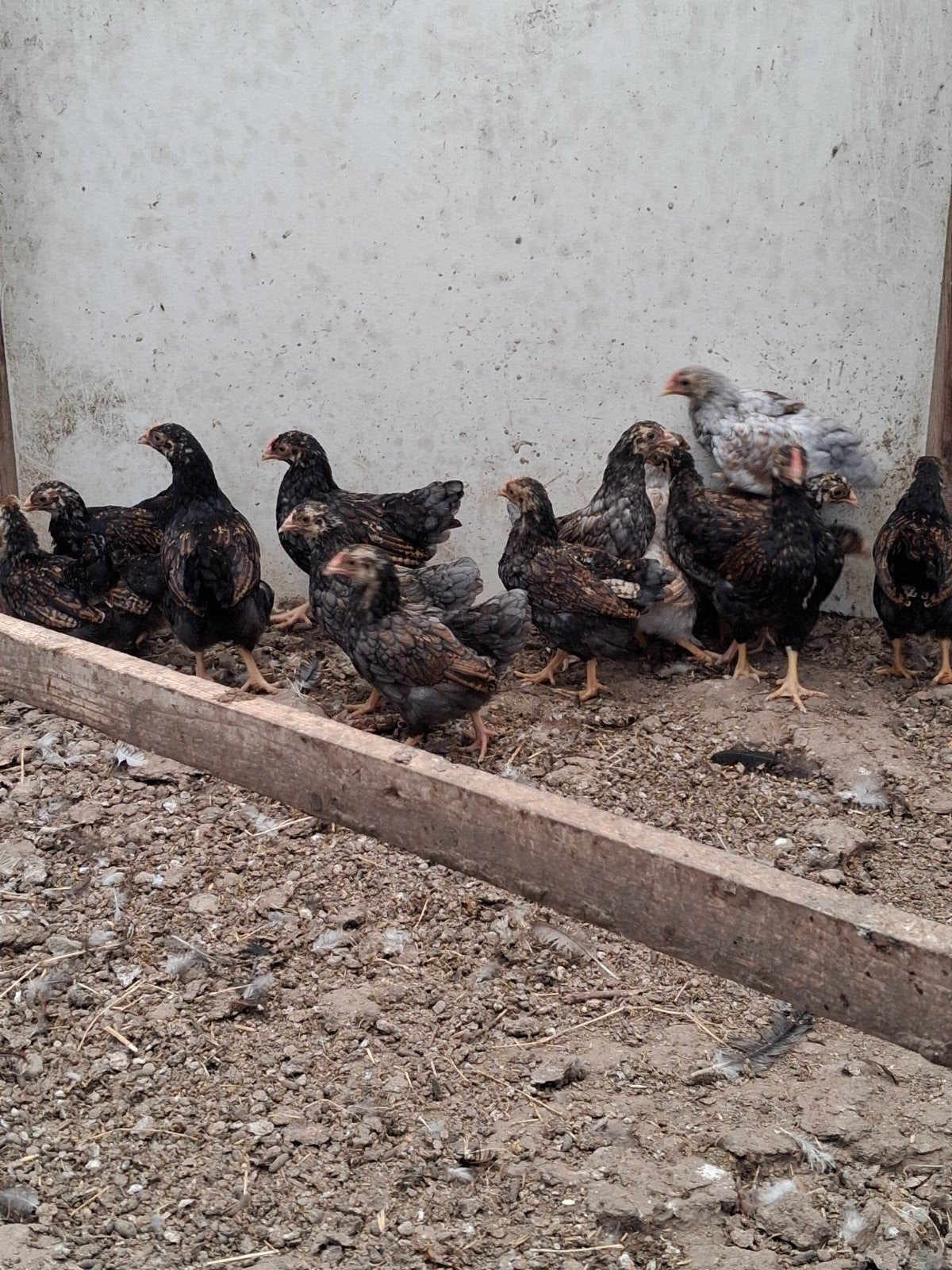 barnevelder kriel kippen, Dieren en Toebehoren, Vrouwelijk, Kip