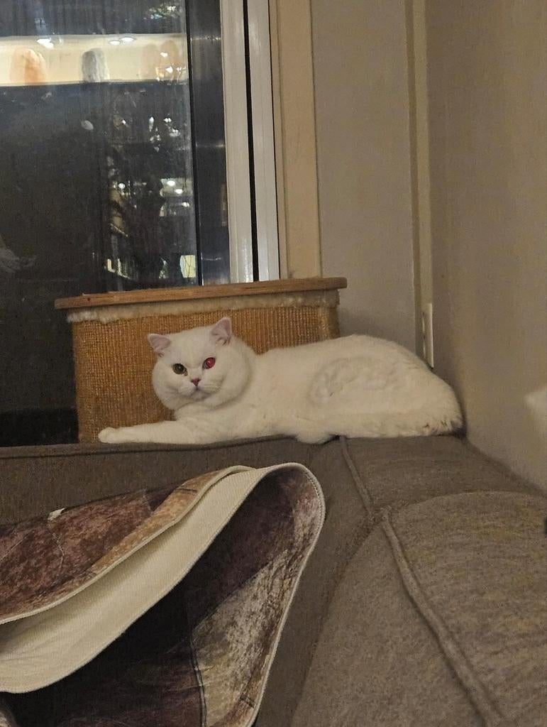 Zeldzame Britse Korthaar kater (odd-eyed) 2 jaar, Dieren en Toebehoren, Katten en Kittens | Raskatten | Korthaar, Kater, Gechipt