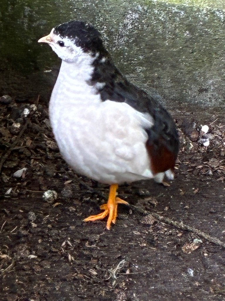 Bonte Chinese dwergkwartel haantje, Mannelijk, Tropenvogel, Geringd