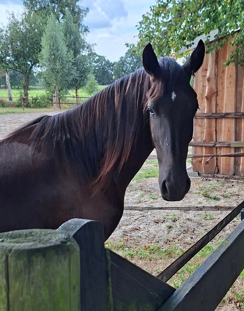 2 jarige veelzijdige zwarte ruin, Dieren en Toebehoren, Paarden, Met stamboom, Ruin, Dressuurpaard, 0 tot 2 jaar