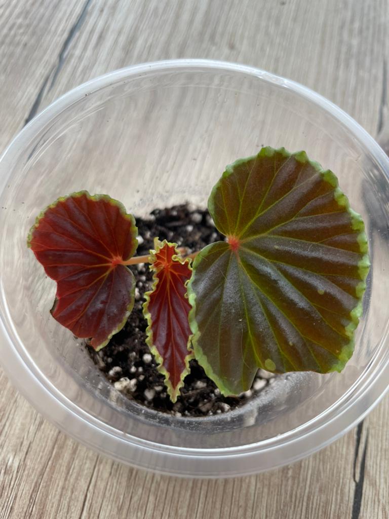 Begonia Darthvaderiana X Malachosticta, Huis en Inrichting, Kamerplanten, Ophalen of Verzenden, Halfschaduw, Minder dan 100 cm