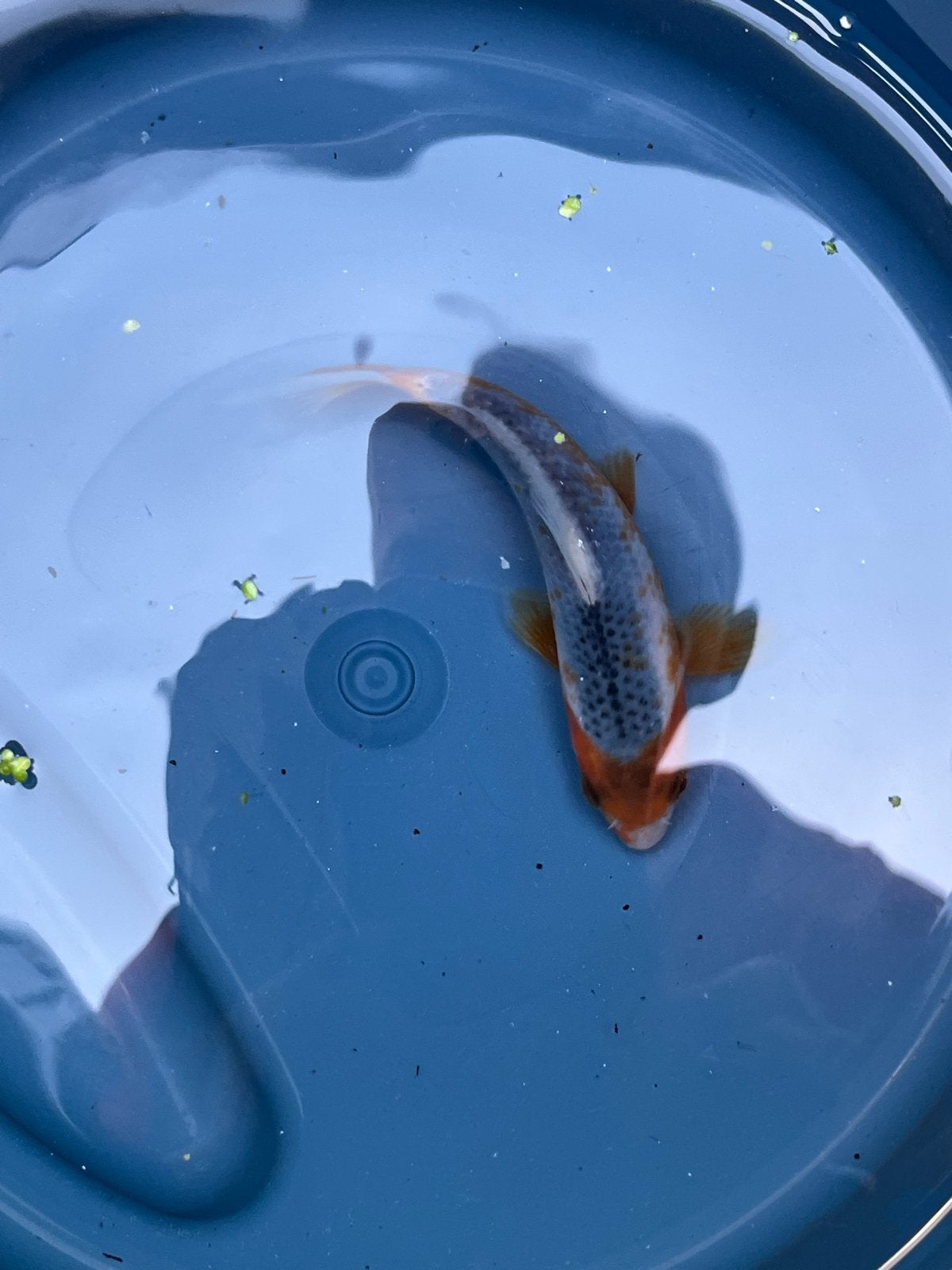 Japanse koi, waarschijnlijk een Asagi-type, Karper of Koi