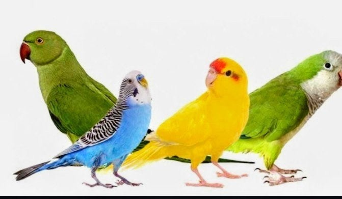 GEZOCHT vogeltje uit het blok, Dwergpapegaai of Agapornis, Tam
