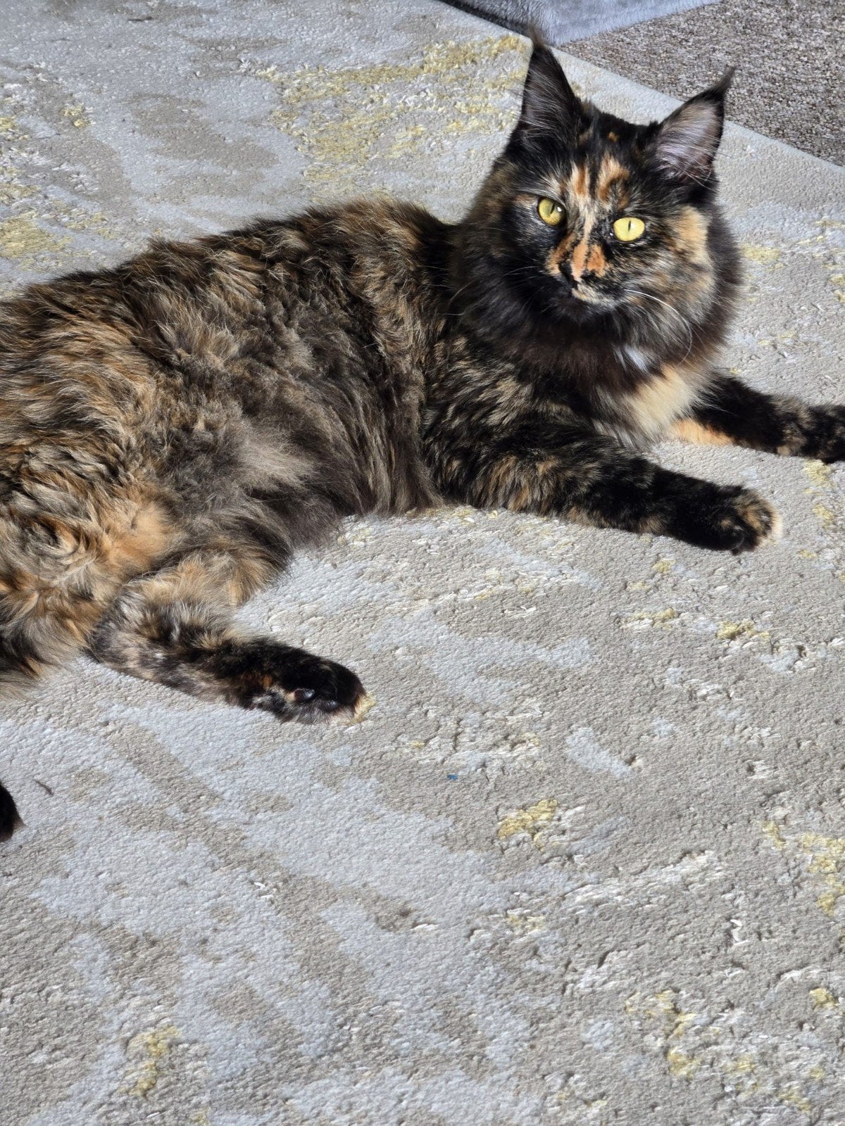 Main Coon
