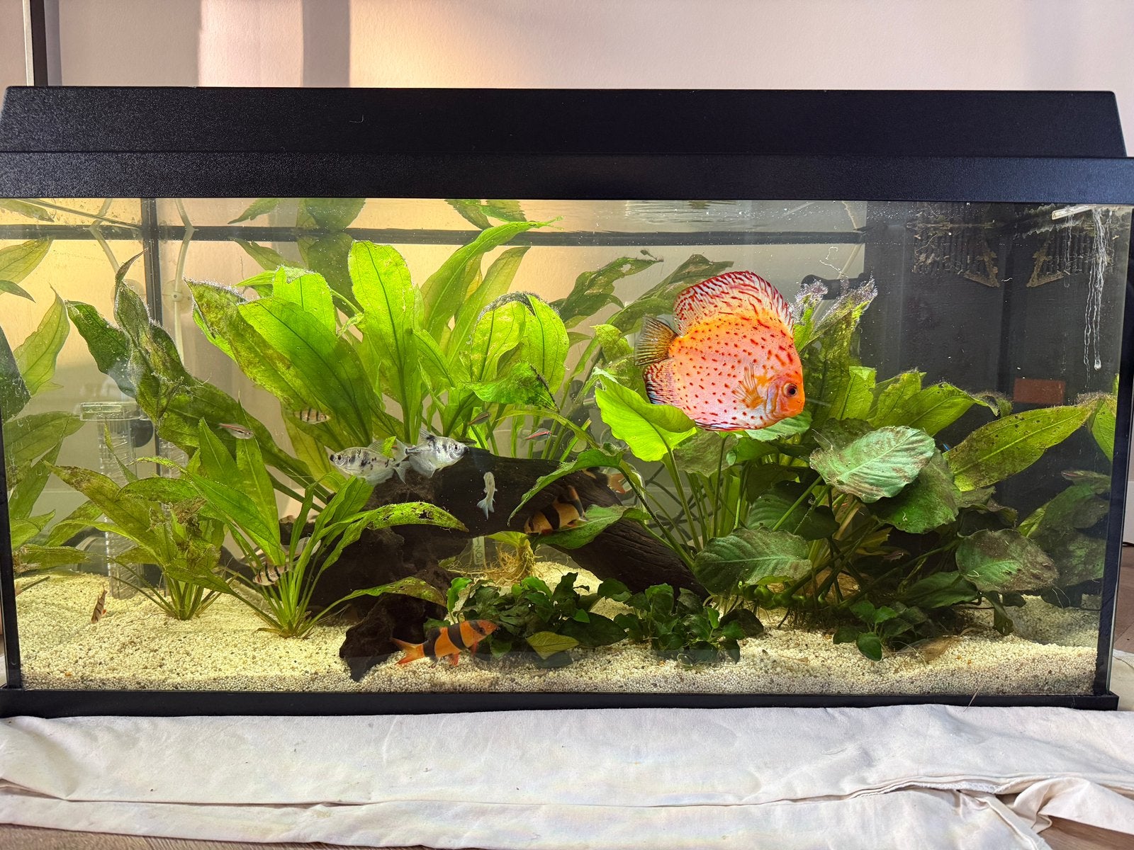 Aquarium Juwel Primo 110 incl. vissen, Ophalen, Inclusief vissen, Gevuld zoetwateraquarium, Juwel