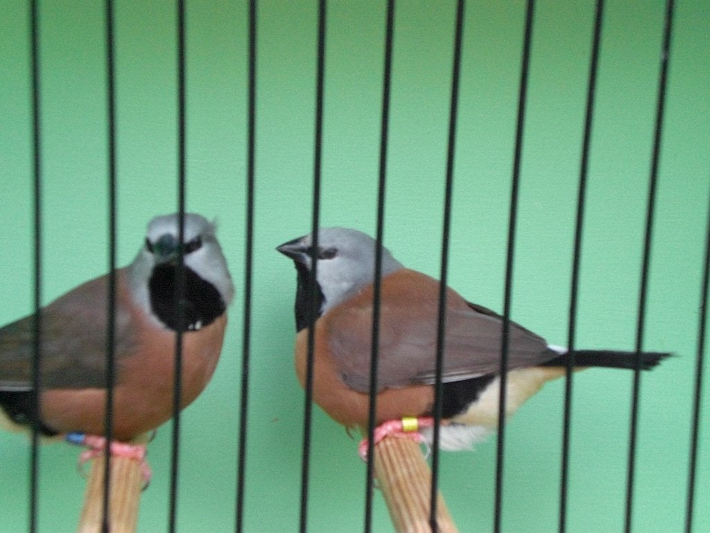 gordelgrasvinken, Dieren en Toebehoren, Meerdere dieren, Tropenvogel