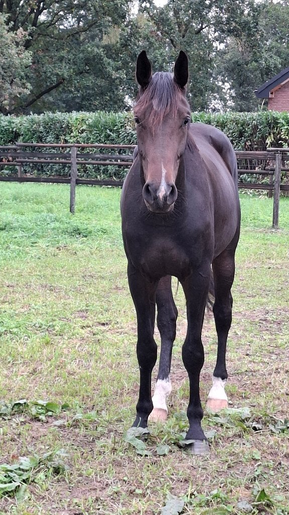 3 jr Donthargos x Eldorado x Quidam de Revel, Springpaard, Met stamboom, Ruin, Onbeleerd