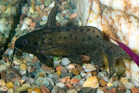 4 Synodontis robbianus, samen €30, nabij Zwolle (ook andere), Vis, Zoetwatervis, Schoolvis