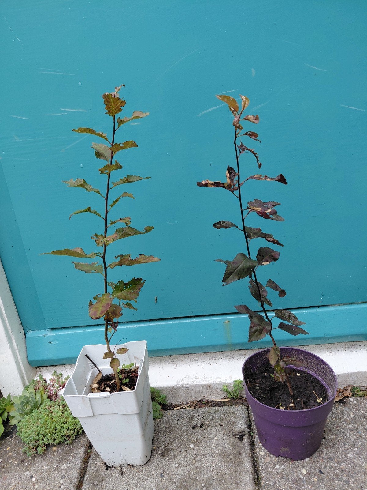 kersenpruim rood Jonge boom / struik, Ophalen, Minder dan 100 cm, Lente