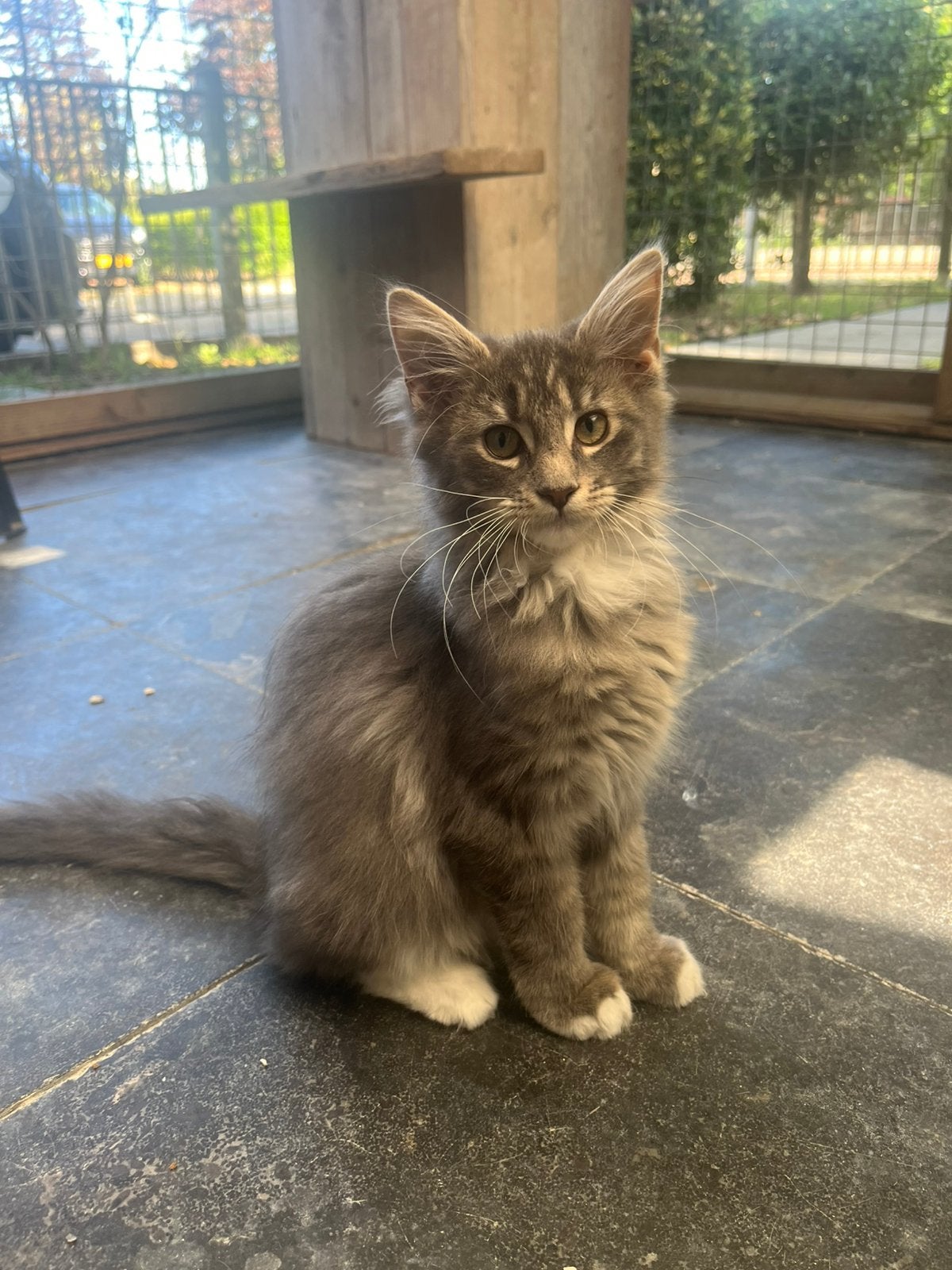 Maine Coon kitten, poesje klaar om te verhuizen, Poes, Gechipt