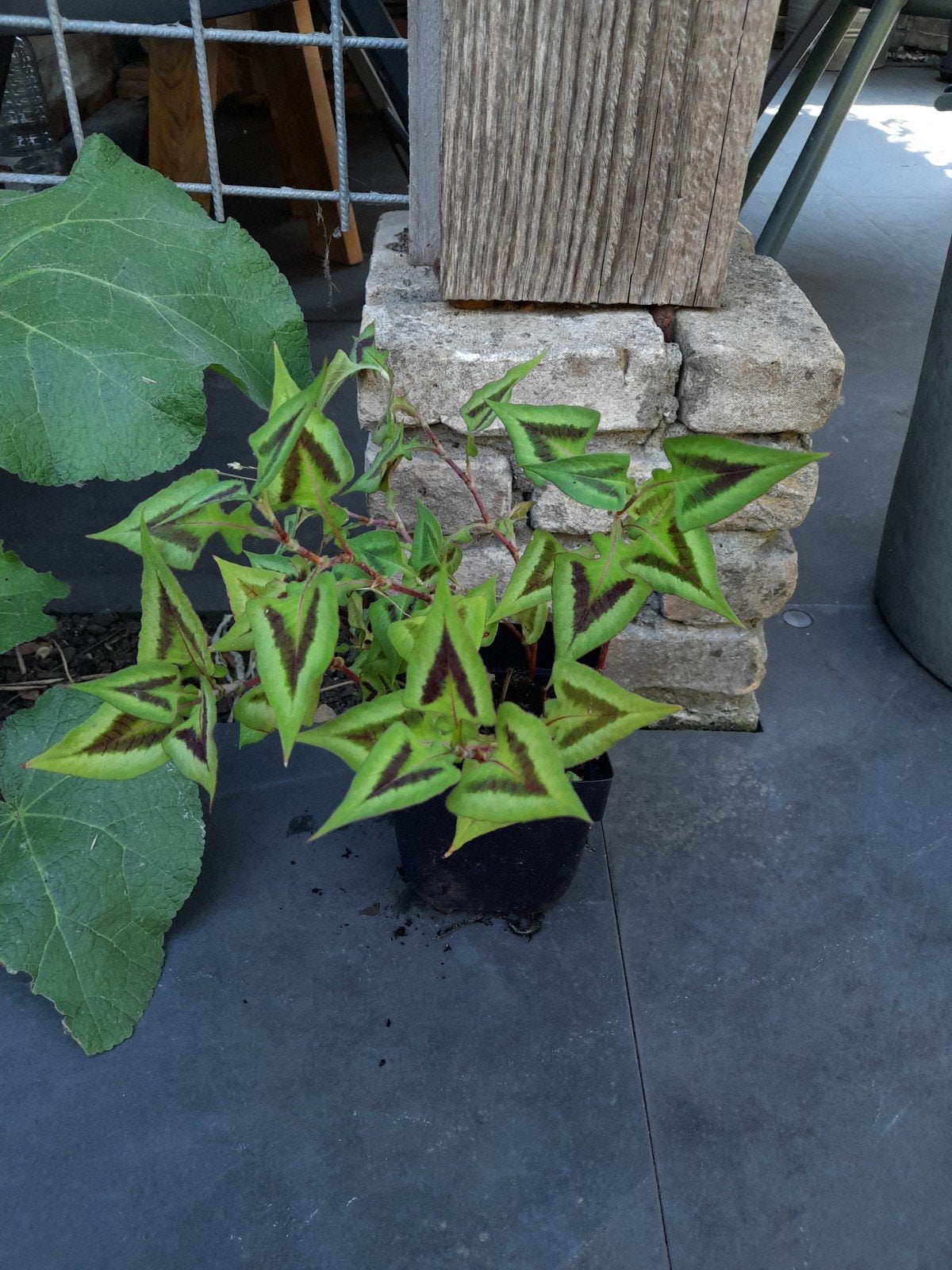 Persicaria microcephala purple fantasy planten, Ophalen of Verzenden, Overige soorten, Volle zon