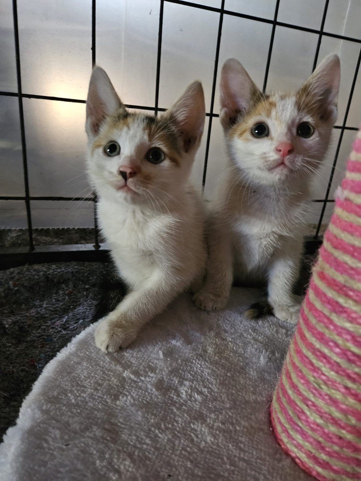 2 kittens zusjes, Dieren en Toebehoren, Katten en Kittens | Overige Katten, Poes
