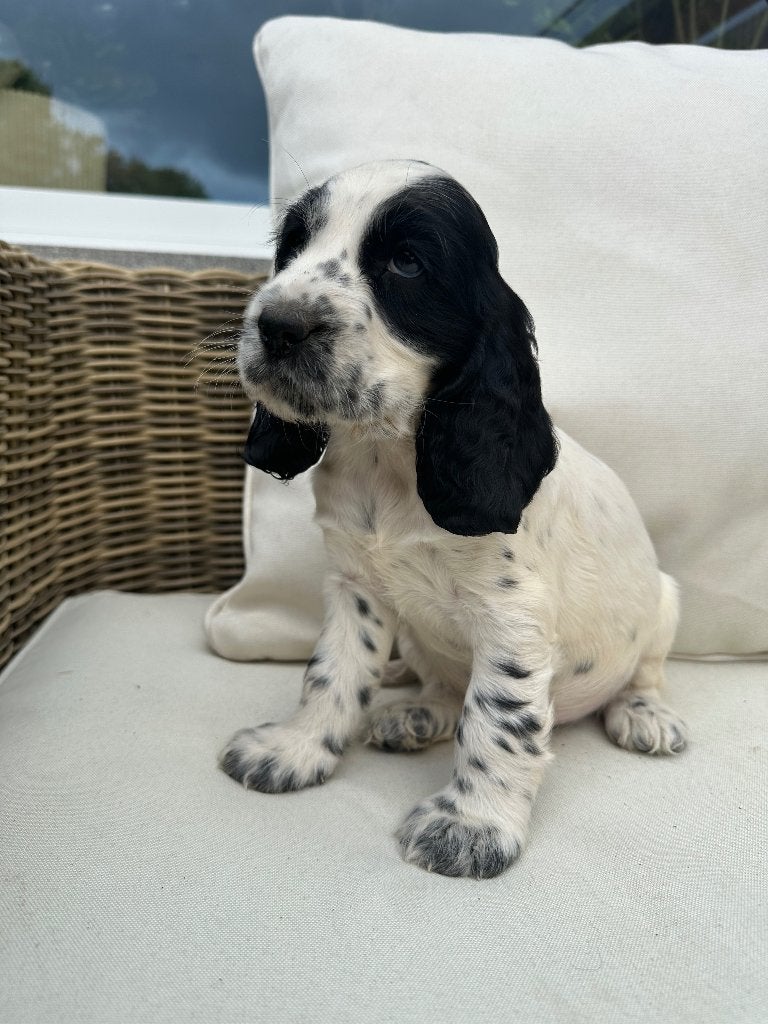 Engelse Cocker Spaniël – blue roan Reu, België, Fokker | Hobbymatig, Reu, 8 tot 15 weken