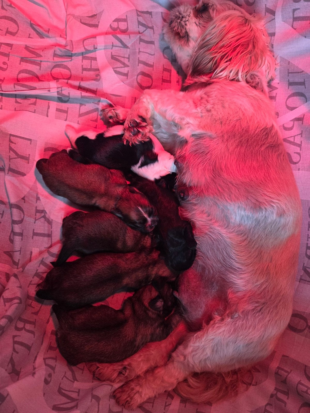 Lieve boomer pups zoeken een liefdevol thuis, Dieren en Toebehoren, Overige rassen, 8 tot 15 weken, Meerdere, Meerdere dieren
