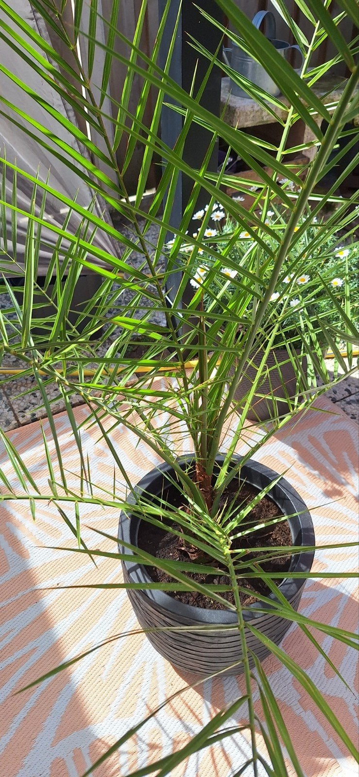 grote palm met pot, Ophalen, Bloeit niet, Overige soorten, Volle zon