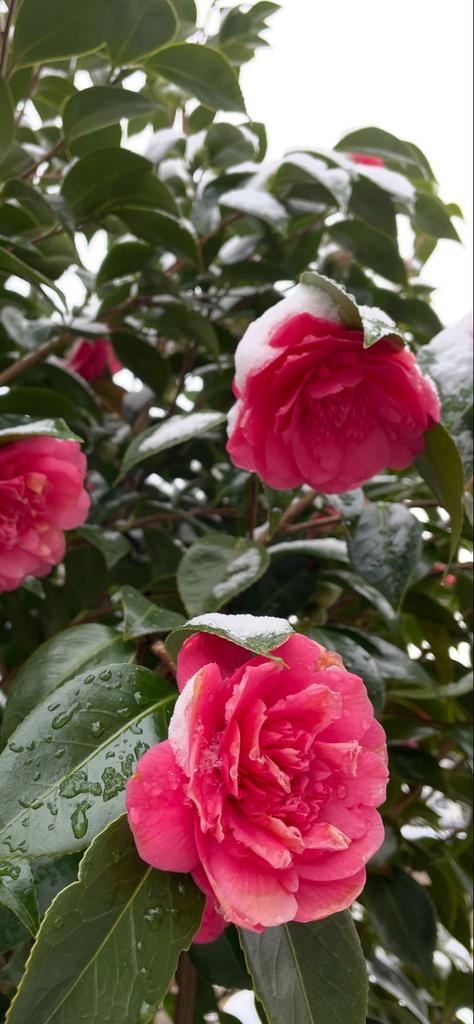 Camelia plant met roze bloemen, Overige soorten, Vaste plant, Ophalen of Verzenden, Halfschaduw