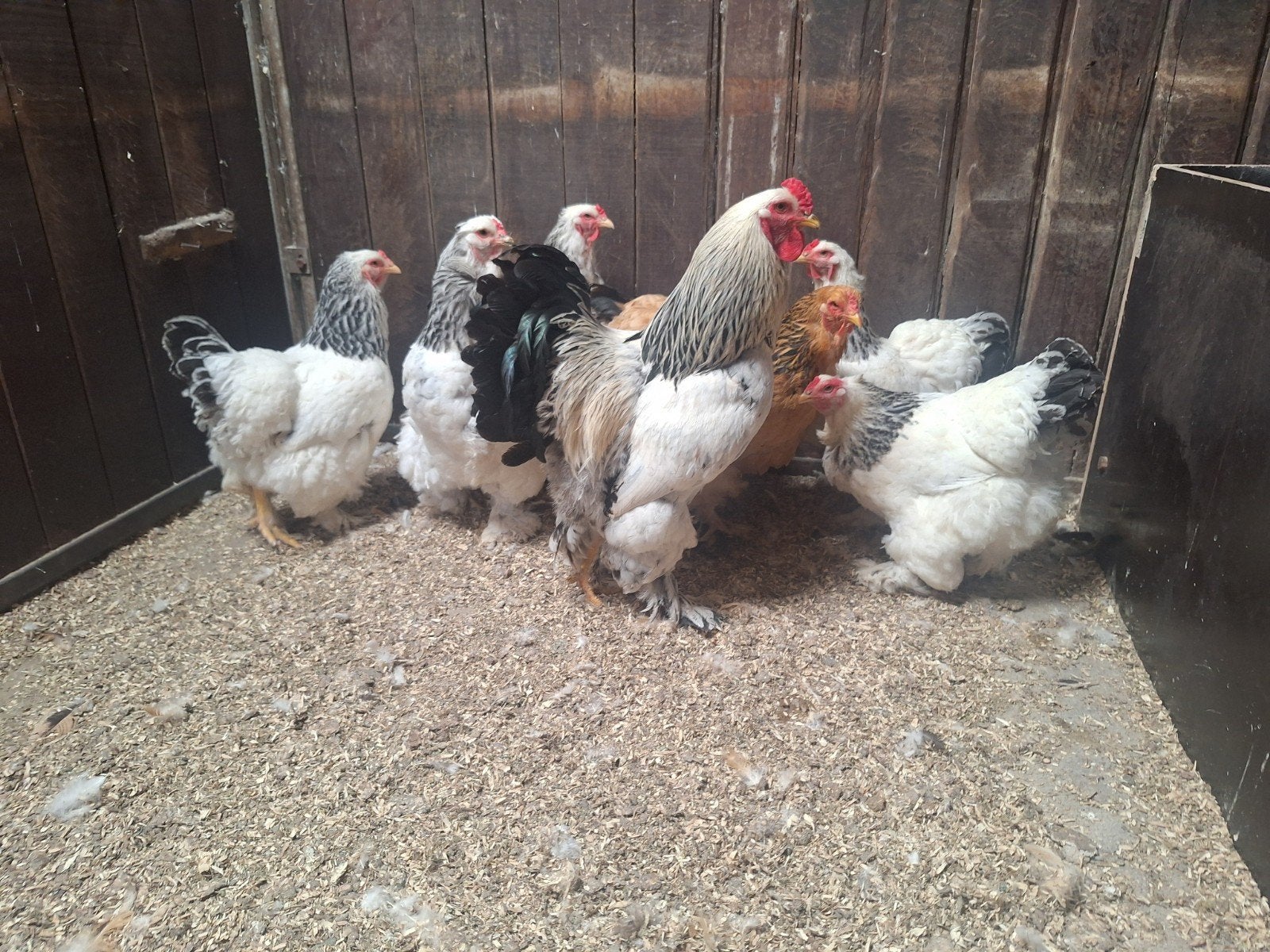 Brahma groot columbia, Dieren en Toebehoren, Pluimvee, Meerdere dieren, Kip